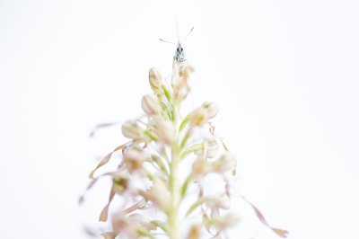 Workshop Alpenblumen