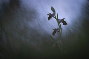 Workshop Alpenblumen