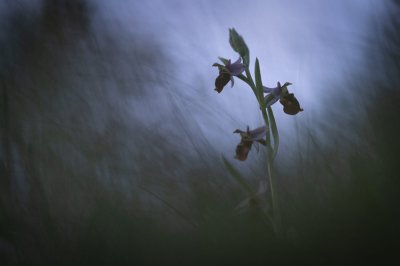 Workshop Alpenblumen