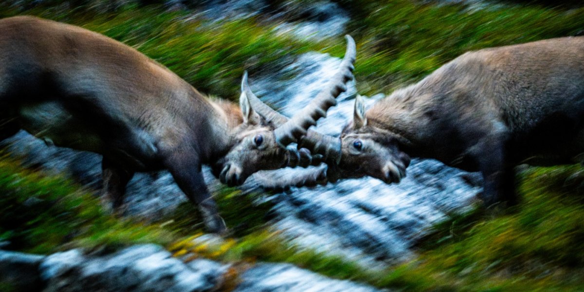 GDT Workshop Steinbock