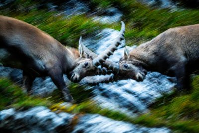 GDT Workshop Steinbock