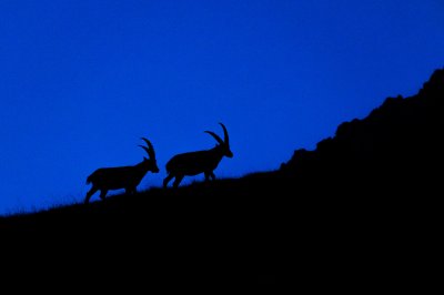 GDT Workshop Steinbock