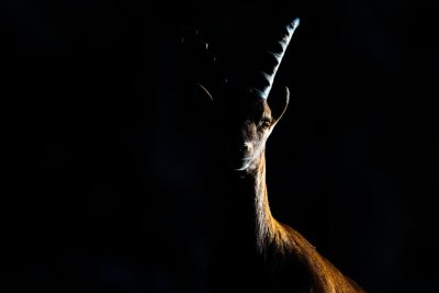 GDT Workshop Steinbock