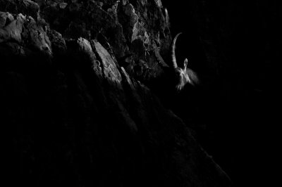 GDT Workshop Steinbock