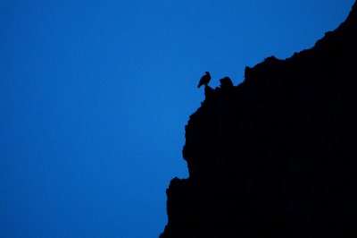 GDT Workshop Steinbock