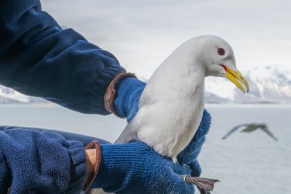 Fangen von Dreiringmöwen