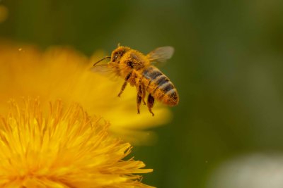 Frühling - Löwenzahn - Spielmannsau - Nina -9