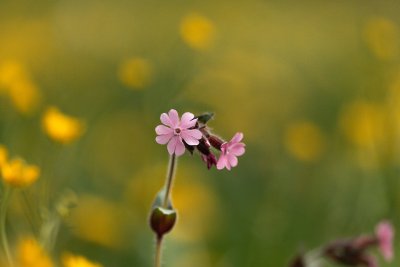 Frühling -Spielmannsau - Oberstdorf-4