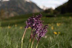 Frühling -Spielmannsau - Oberstdorf-21