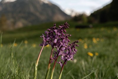 Frühling -Spielmannsau - Oberstdorf-21