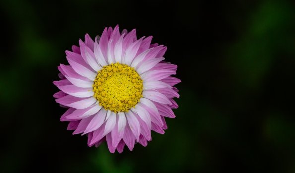 Sony Fotowalk - Makro 1