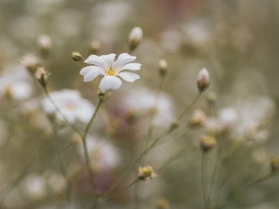 Sony Fotowalk - Makro 2