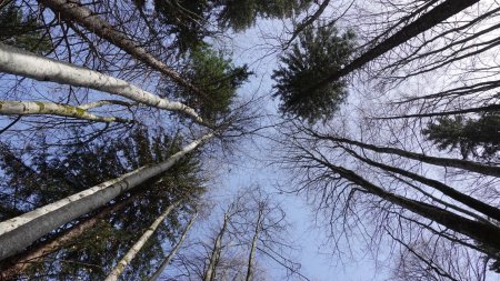 Abenteuer Wald, Baumkronen