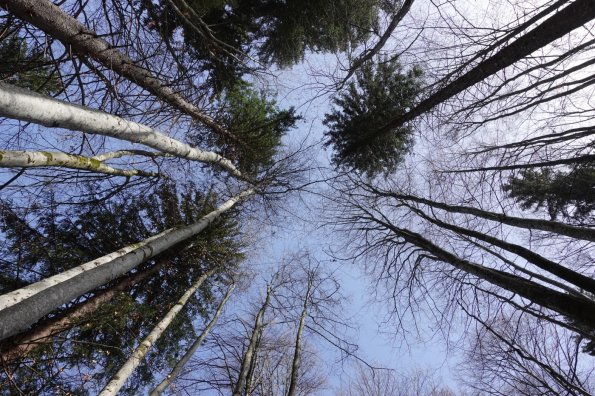 Abenteuer Wald, Baumkronen