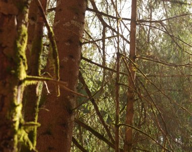 Abenteuer Wald, Geäst