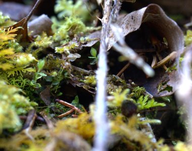 Abenteuer Wald, Waldboden