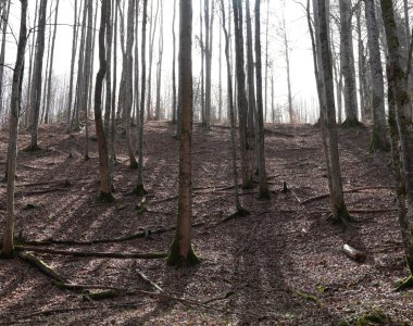 Abenteuer Wald, Tristesse
