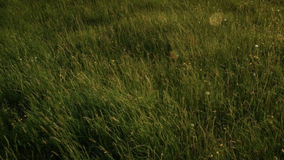 Grünfläche mit hohem Gras und wenigen Blumen Das Gras wächst hoch auf einer großen Fläche. Einige Blumen sind sichtbar. Es ist Tag und die Sonne scheint.