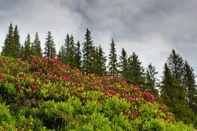 Andreas Geh - Naturfotografie (1)