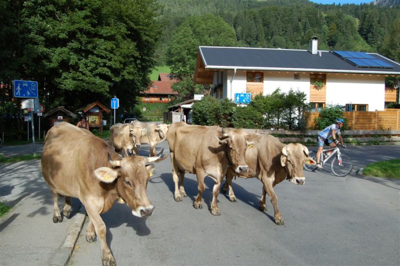 Gassenkühe