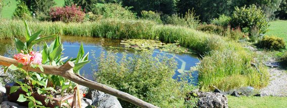 Schwimmteich im Sommer