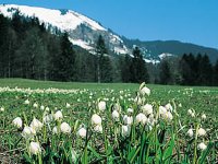 Fruehling3
