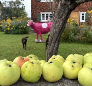 Äpfel liegen auf einer Mauer vor einem Garten mit einer Kuhfigur und einem Hund. Es ist ein ruhiger Tag im Freien.