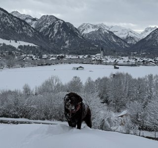 Hund steht im Schnee vor Bergen und See Ein Hund steht im Schnee. Im Hintergrund sind Berge und ein See zu sehen. Es ist kalt und winterlich.