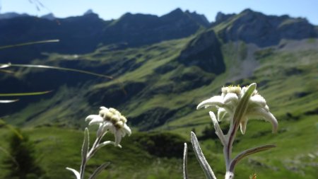Edelweiss