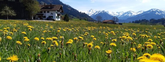 Hemerhof im April