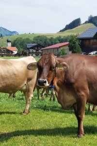 Unsere Kühe
