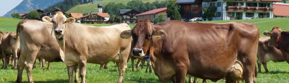 Unsere Kühe