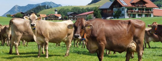 Unsere Kühe