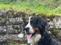 Hofhund Ludwig