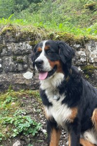 Hofhund Ludwig
