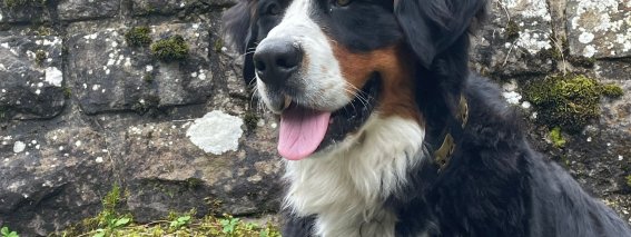 Hofhund Ludwig