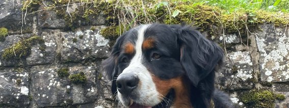 Hofhund Ludwig
