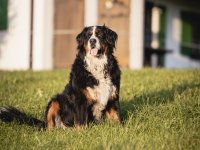 Berner Sennenhund Ludwig