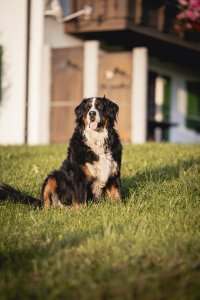 Berner Sennenhund Ludwig
