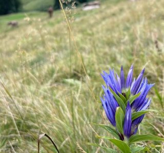 Enzian auf einer Bergwiese in den Allgäuer Alpen