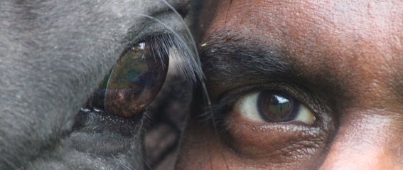 Ein Mensch und ein Tier haben engen Kontakt, während sie im Freien sind. Ihre Blicke sind sich nah und erzeugen eine besondere Verbindung.