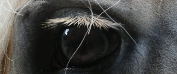 Augenblick einer Pferdebegegnung im Freien, das Auge zeigt feine Details und die Schönheit des Tieres.