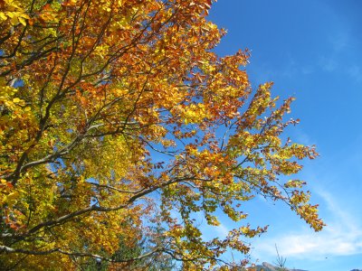 Herbst