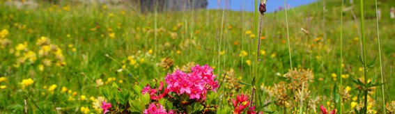 Sommer landschaft-1