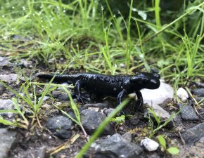 Alpensalamander