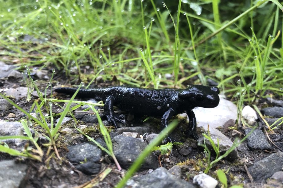 Alpensalamander