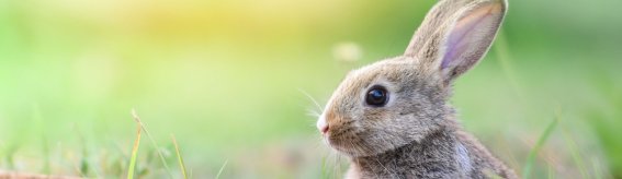 Hase