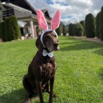 Osterhase