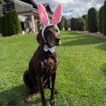 Osterhase
