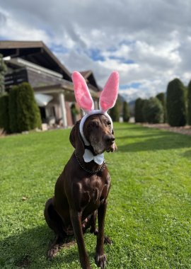 Osterhase